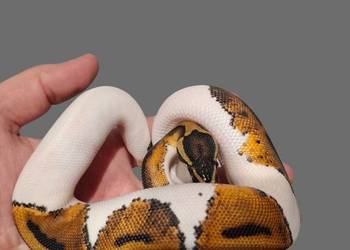 Pyton Królewski Piebald