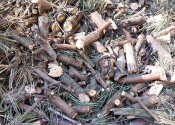Zrębki opałowe liściaste do 10cm długości do 5cm grubości
