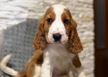 Wyjątkowy piesek Cocker Spaniel Angielski Orange roan z rodowodem