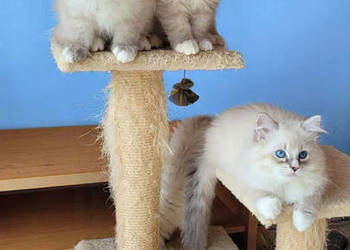 Kocięta Syberyjskie Neva Masquerade Rodowód FPL