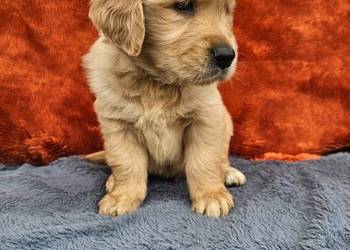 Golden Retriever - złoty szczeniak
