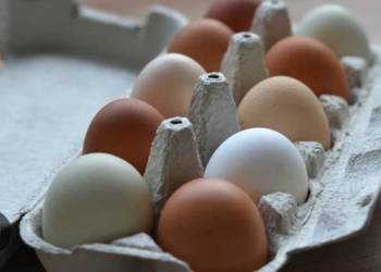 Sprzedam jaja wiejskie