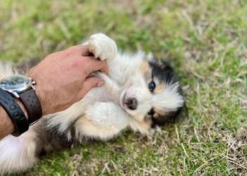 Border Collie suczka 2
