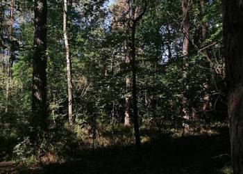 Nieruchomość gruntowa od Syndyka - Bielany-Żyłaki