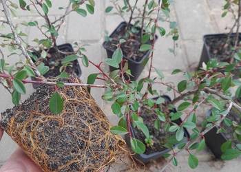 Irga płożąca na skarpy