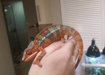sprzedam kameleona lamparci