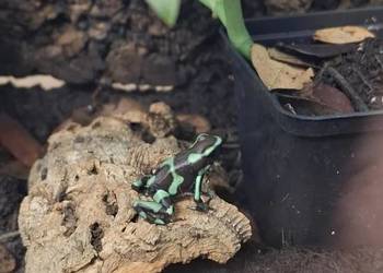 Drzewołaz złocisty (Dendrobates auratus)