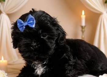 Śliczny piesek rasy Shih-Tzu szuka domku