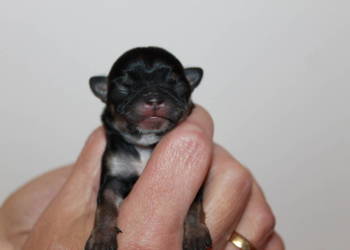 Chihuahua suczka ZKwP FCI! Prawdziwy rodowód