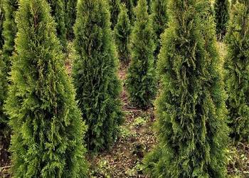 TUJA SZMARAGD od 8zł 60-150 Gęste kopane z gruntu tanio THUJA SMARAGD