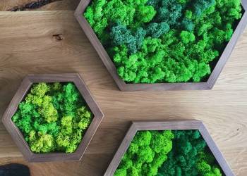 HEXAGON mech Chrobotek ramka Jesion drewno