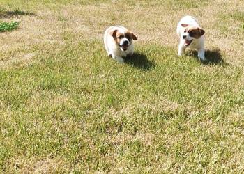 Jack Russell Terrier