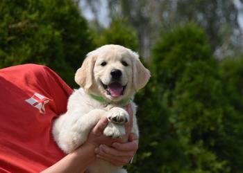 Szczenięta golden retriver ZKWP FCI