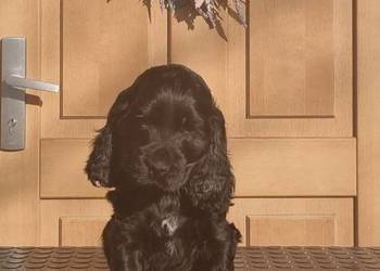 Cocker spaniel angielski