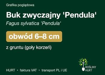 Buk zwyczajny 'Pendula' obwód 6-8 cm, z gruntu – HURT