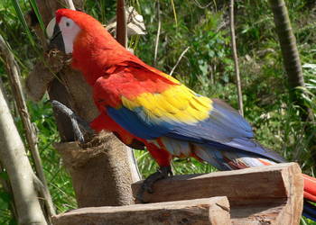 Ara macao/ Nobilis  ręcznie karmiona oswojona