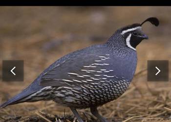 Para przepiórek kalifornijskich