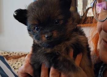 Szpic miniaturowy pomeranian