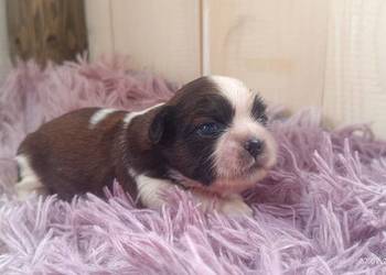 Szczeniaki shih tzu