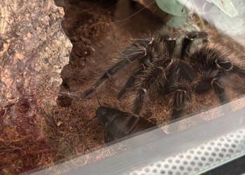 Ptasznik lasiodora parahybana dorosła samica