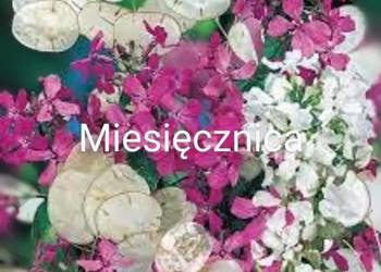 Miesięcznica Judaszowe srebrniki  Suszki kwiat do suszenia bukiety