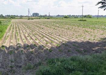 Działka rolna 18700m2 Święcice gm. Ożarów Mazowiecki