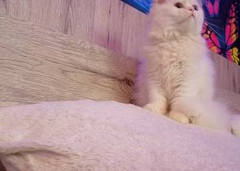 Ostatnia kotka perska biała śnieżynka