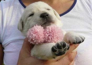 Zdrowe piękne mądre suczki Labrador ZKwP po championie badania genetyczne