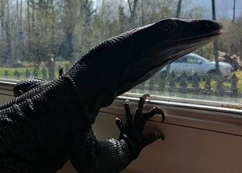 Varanus salvador komaini (Black Dragon)