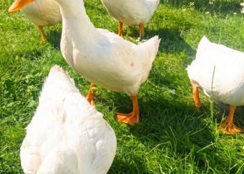 Kaczki z chów przydomowy - żywione na trawie i zarnie zbóż.