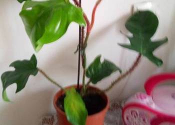 Kwiaty doniczkowe Philodendron squamiferum 033
