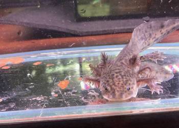 Aksolotl  Ambysoma Mexicanum Salamandra Meksykańska
