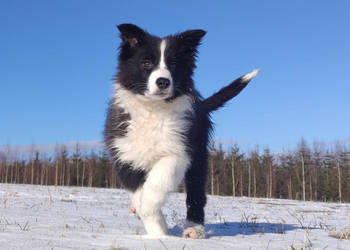 Rasowa suczka BORDER COLLIE z Hodowli, z pełną dok. Rodzice z rod. FCI