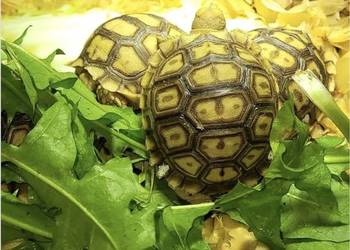 Żółw Pustynny Sulcata maluchy | transport cały kraj
