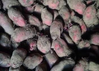 Buraki pastewne czerwone duża ilość