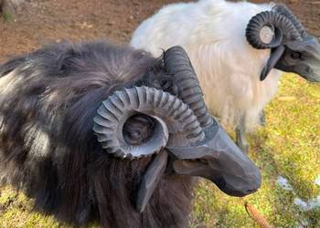 Krzesło - baran dekoracyjny, drewniany, ze skóry owczej, 40x50x80 cm