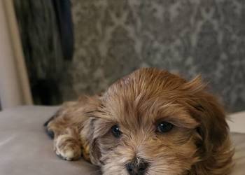 Rezerwacja piesek  suczka Hawańczyk po Championie FCI  ZKwP