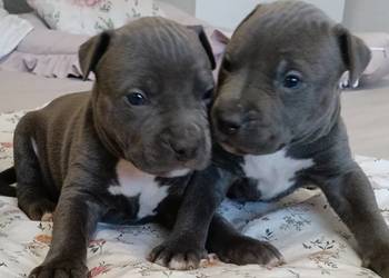 Piękne szczenięta American Staffordshire Terrier.