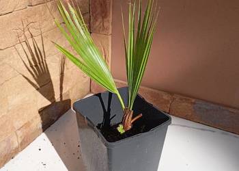sprzedam palme Washingtona robusta 20cm