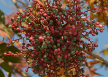 PISTACJA CHIŃSKA Pistacia chinensis -NASIONA 150 sztuk - 10g