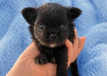Chihuahua samczyk długowłosy FCI