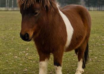 Kucyk Ogier na Sprzedaz - Paszport oraz zarejestrowany w ARiMR