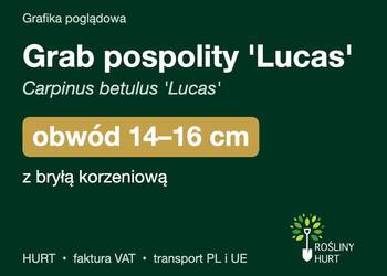 Grab pospolity 'Lucas' obwód 14-16 cm, z bryłą – HURT