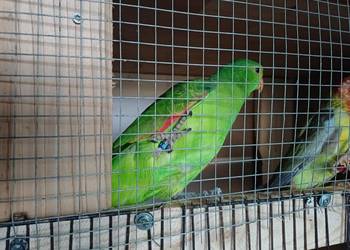 Papuga czerwnoskrzydła samiec