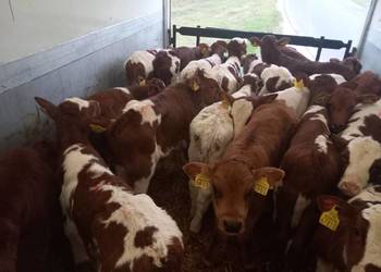 Sprzedam byczki różne razy