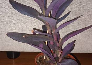 Trzykrotka, setkrezja purpurowa nr 2 , wysokość 29cm