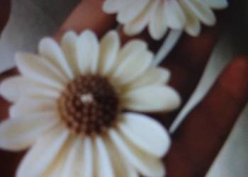 Świeczka stokrotka w tiulu