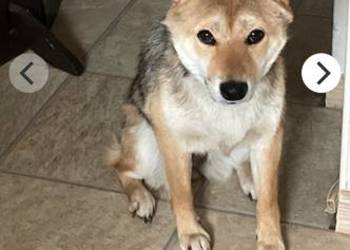 Oddam Suczkę Shibe Inu
