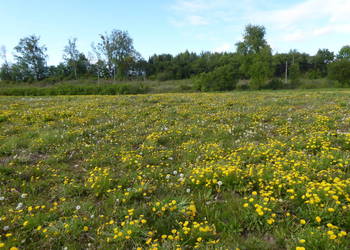 DZIAŁKA Z WARUNKAMI ZABUDOWY  W IDZBARKU UL. KAMRATÓW