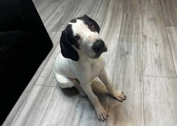 SZCZENIE - DOG NIEMIECKI